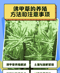 佛指甲怎么养殖