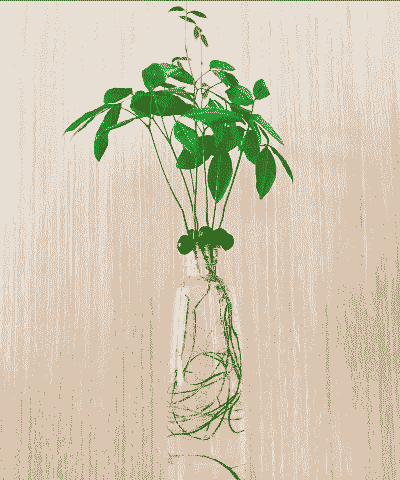 盆栽龙眼怎么养殖