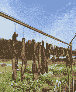 冬天腊肉怎么养殖