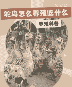 养殖鸵鸟怎么赚钱