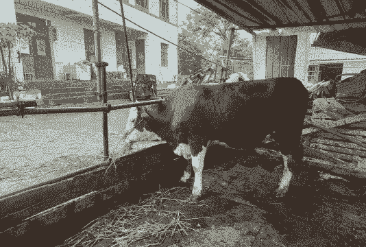 西门塔尔牛怎么养殖