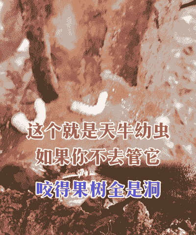 天牛幼虫怎么养殖