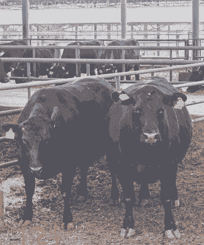 雪花牛怎么养殖