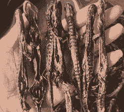 杉木鱼怎么养殖