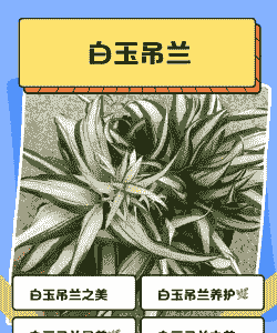 白吊兰怎么养殖