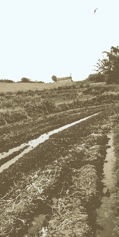 水稻干旱怎么养殖