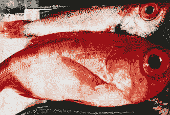 红色海鱼怎么养殖