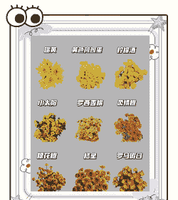 金小菊怎么养殖