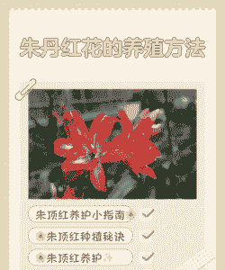 红花丹 怎么养殖