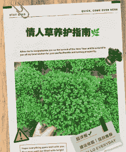 情人草怎么养殖