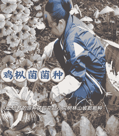 村里怎么养殖蘑菇