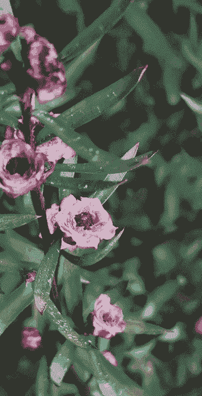 澳洲茶怎么养殖