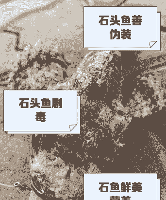 石头鲍鱼怎么养殖