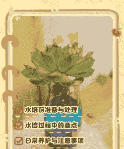 水培肉肉怎么养殖