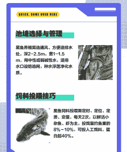 黑鱼怎么养殖法