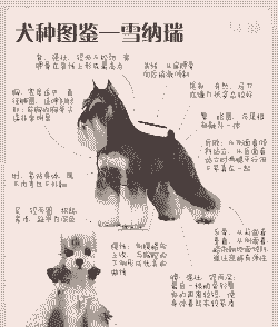 迷你雪纳瑞怎么养殖