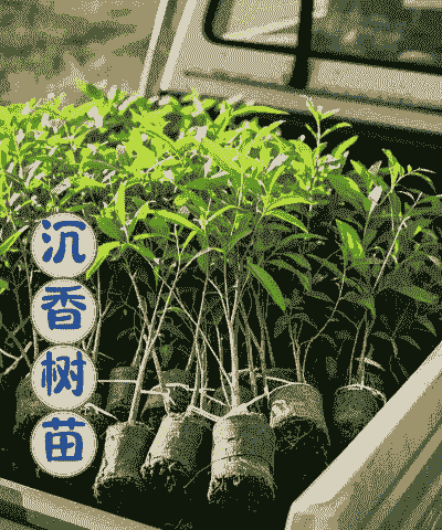 沉香树怎么养殖