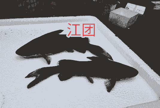 江团鱼怎么养殖