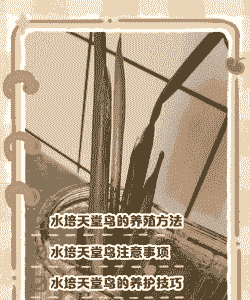 水鸟该怎么养殖