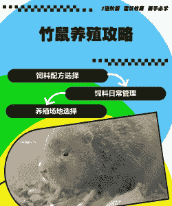 怎么样养殖竹鼠