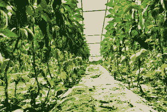 大棚瓜果怎么养殖