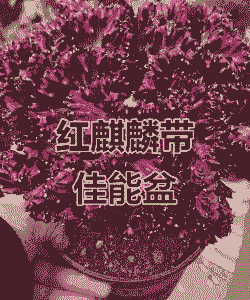 红麒麟怎么养殖