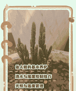 仙人棒怎么养殖