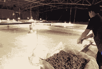 沙虫怎么养殖技术