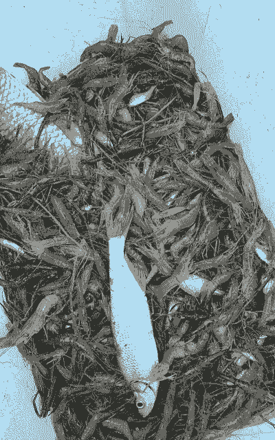 小米大虾怎么养殖