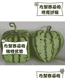 方形西瓜怎么养殖