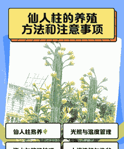仙人柱怎么养殖