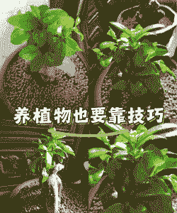 新型盆景怎么养殖