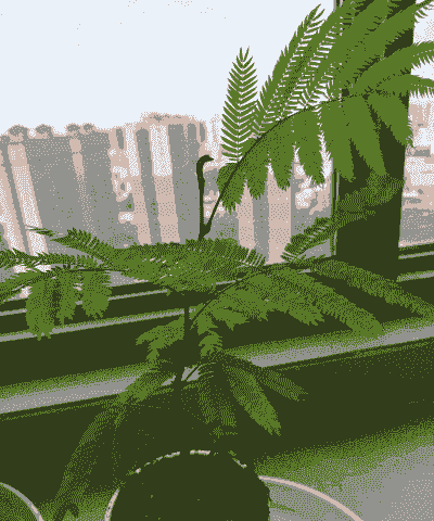 猴子植物怎么养殖