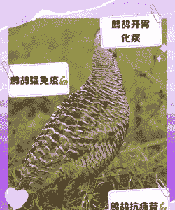 鹧鸪鸡怎么养殖