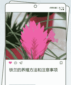 铁线兰花怎么养殖