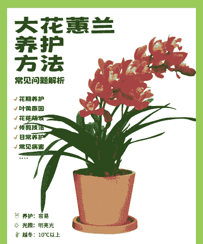 大花卉怎么养殖