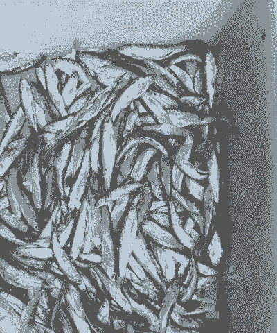 小白条怎么养殖