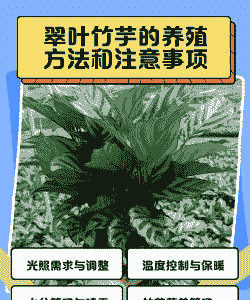 怎么养殖翠叶