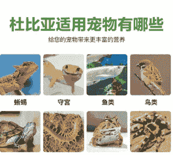 养殖蟑螂怎么加盟