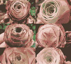 酒窝玫瑰怎么养殖