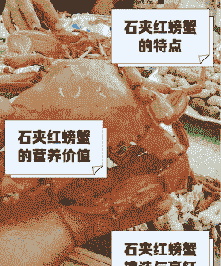 红螃蟹怎么养殖