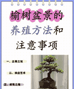 盆景植物怎么养殖