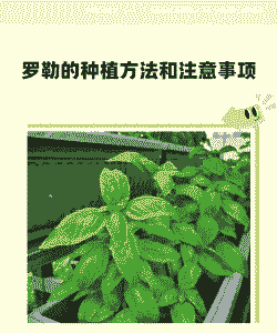 罗勒叶怎么养殖
