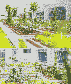 屋顶草坪怎么养殖