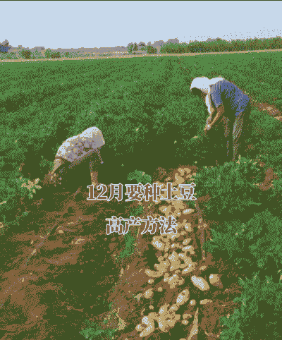 印度土豆怎么养殖