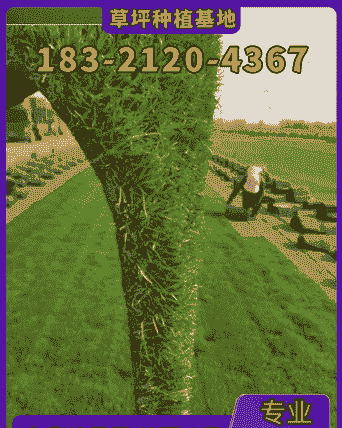 南方草坪怎么养殖