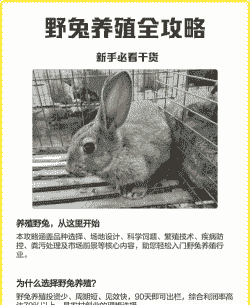 野兔养殖怎么养