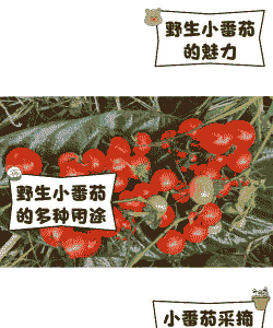 野生西红柿怎么养殖