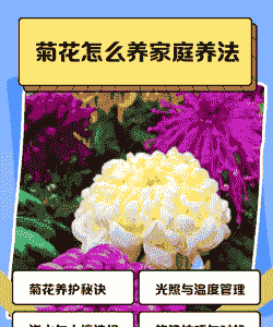 室内菊花怎么养殖
