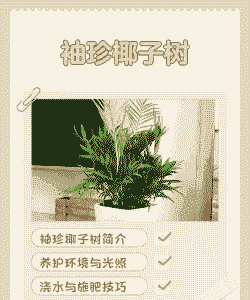 袖珍树怎么养殖